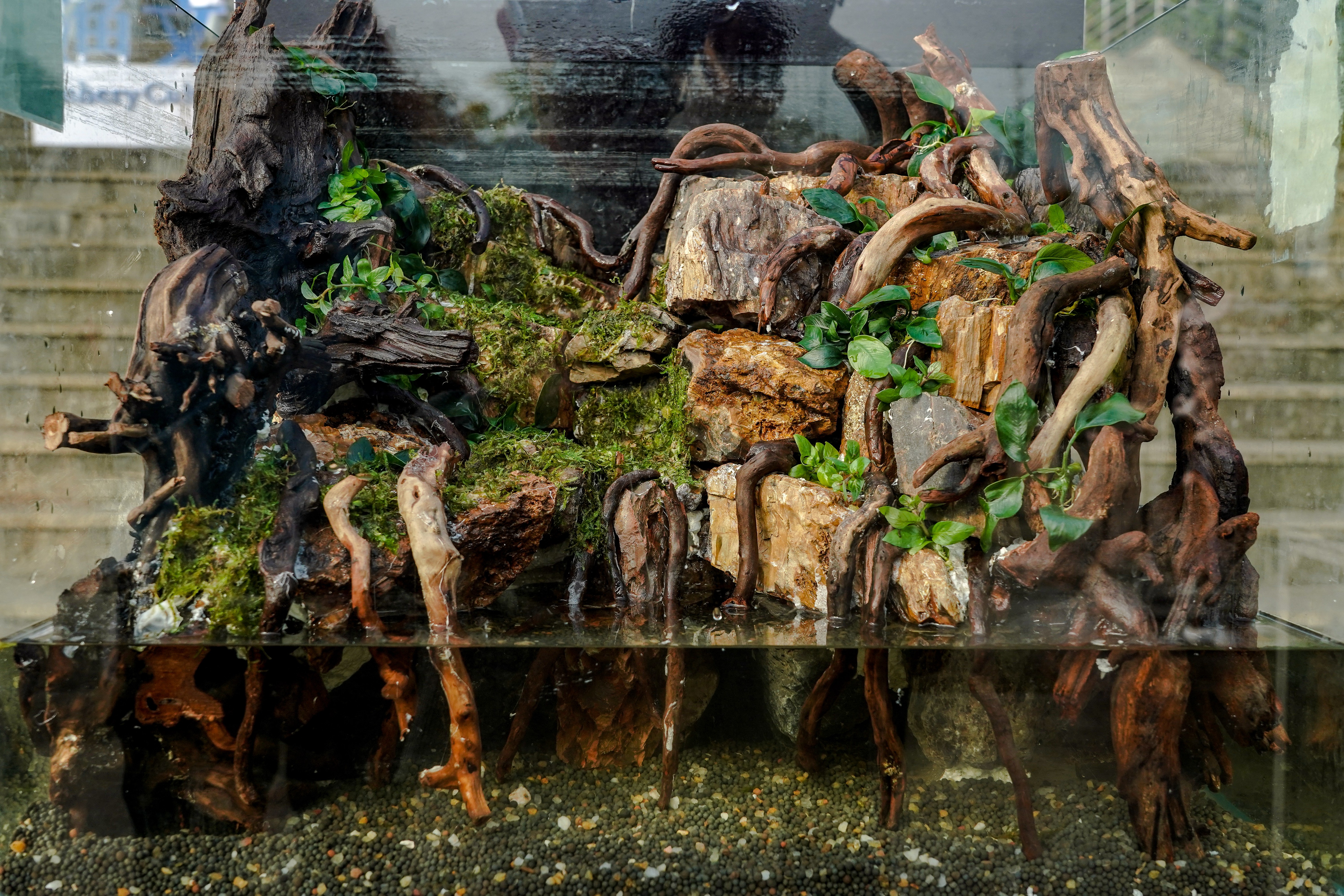 造景作品《崖洞》（足球比分168
记者 孙一享 摄）